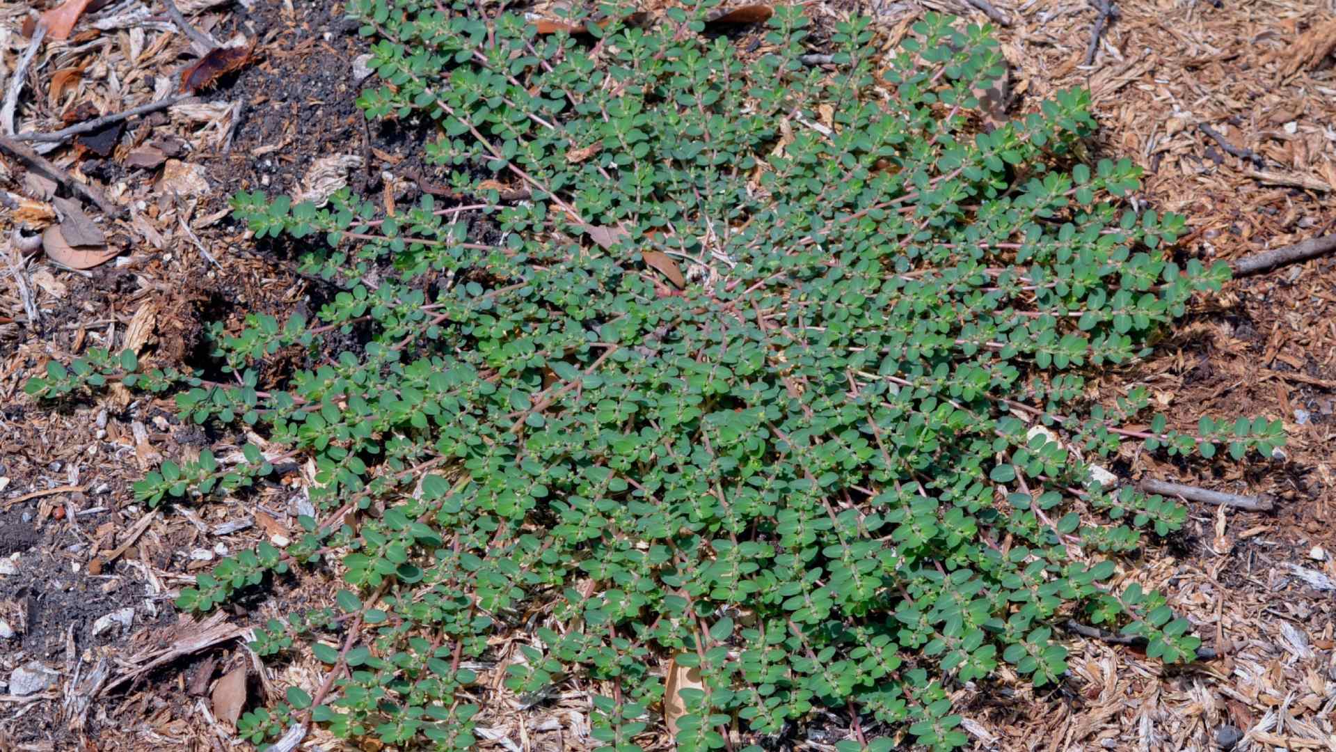 Spotted spurge weed growing in landscape bed in North Mankato, MN.