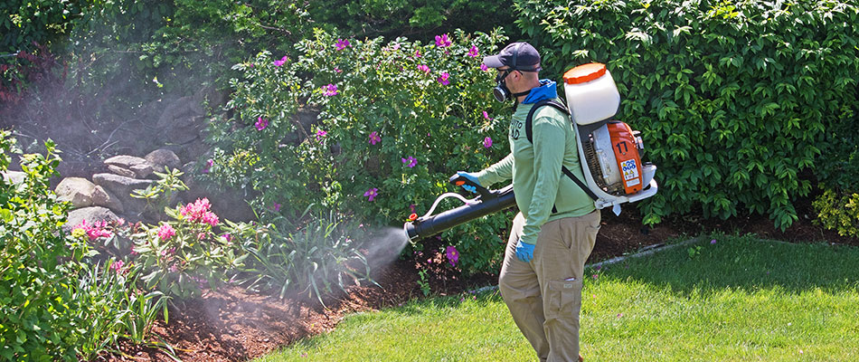A flea and tick control specialist is spraying a mist over a landscape bed in and around Mankato, MN.