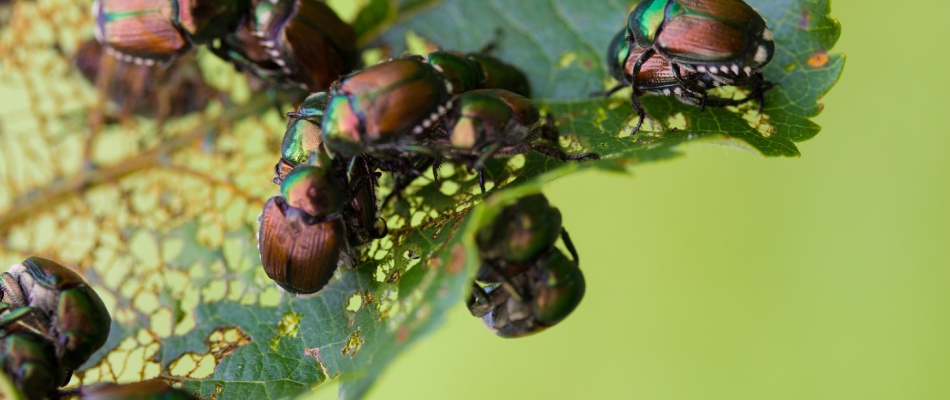 Japanese beetles eating away at leaves in St Peter, MN.