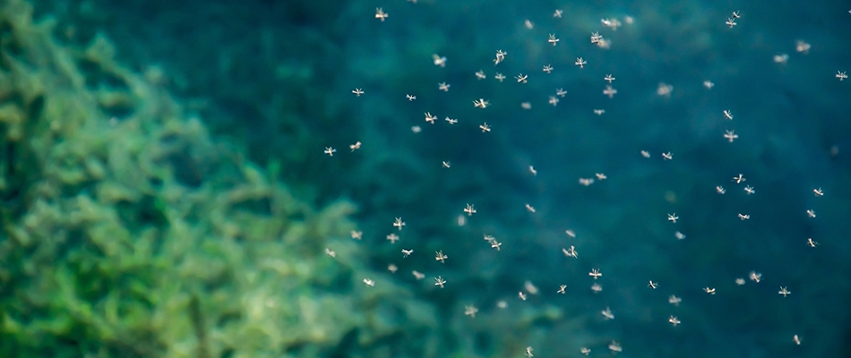 A group of a bunch of mosquitos all hovering together over a blue pond in Mankato, MN.