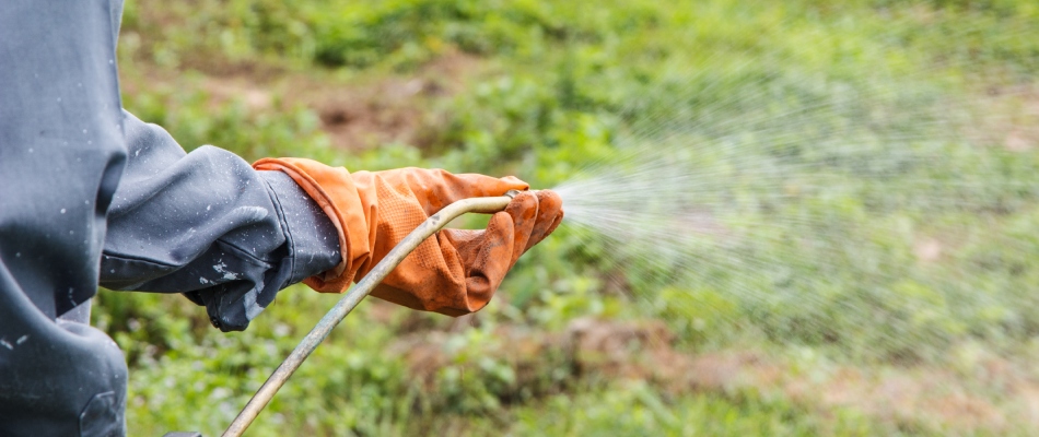 Professional applying liquid fertilizer to patch lawn in Mankato, MN.